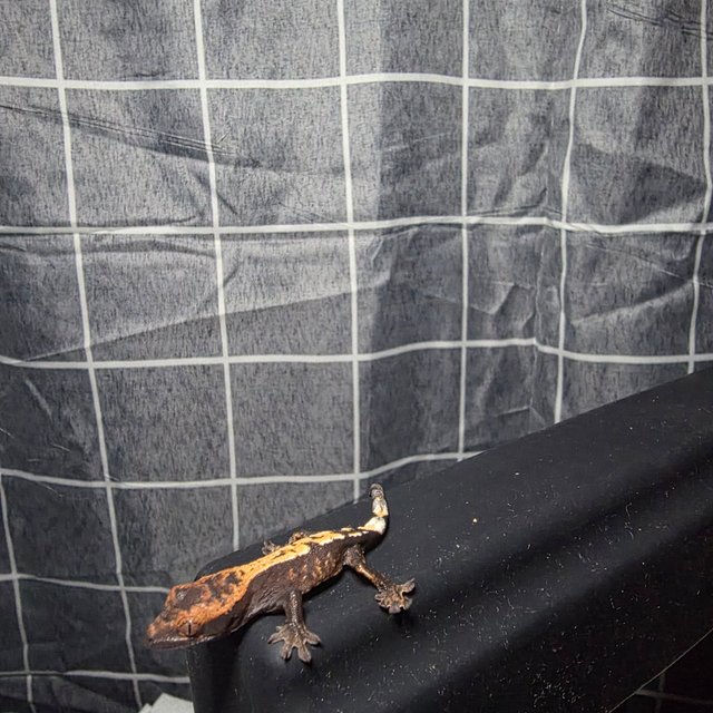 세이블 100%헷아잔틱