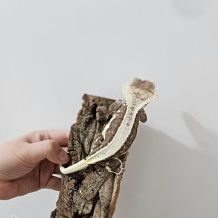 릴잔틱