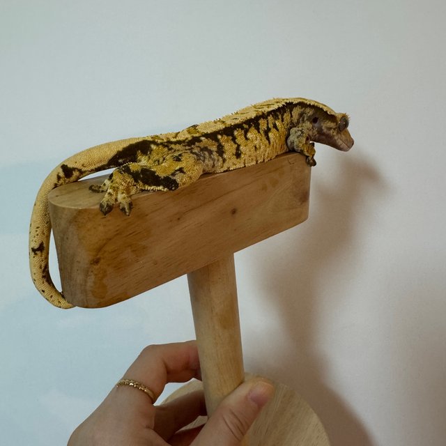 노멀 할리퀸 익스트림할리퀸