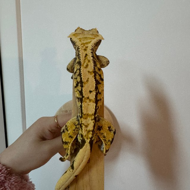 노멀 할리퀸 익스트림할리퀸