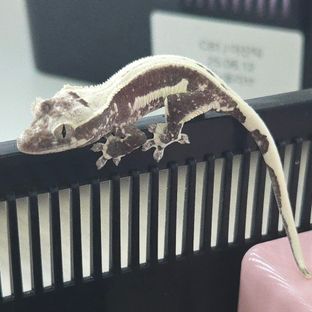 릴잔틱