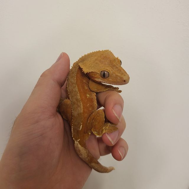 바이 레드