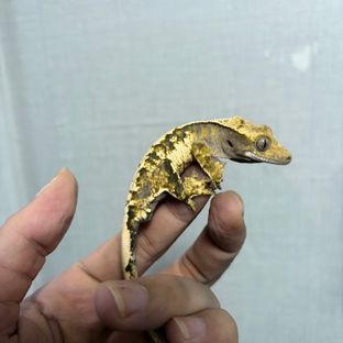 트라이 익스트림할리퀸
