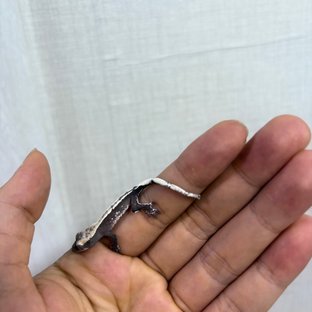 아잔틱