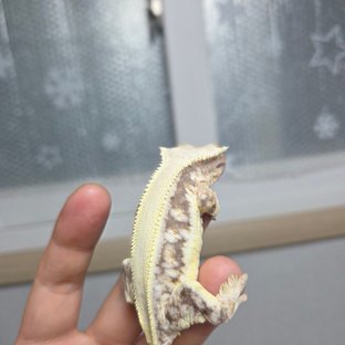 릴리100%헷아잔틱