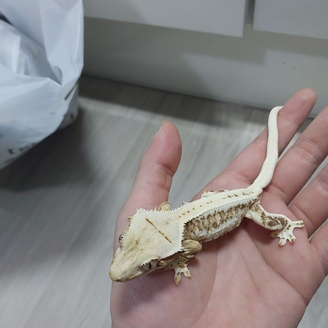 릴리100%헷아잔틱