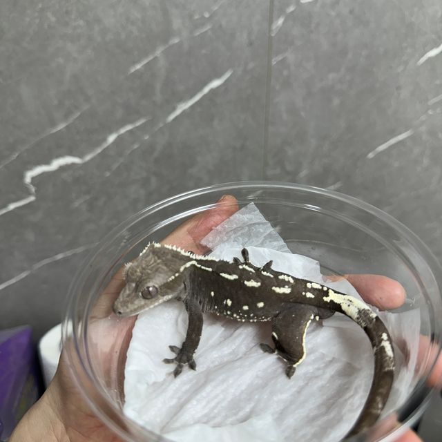 아잔틱