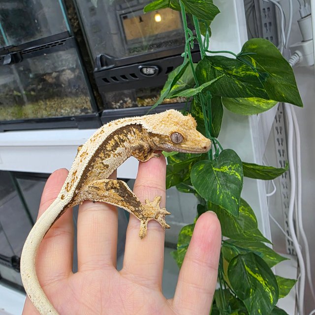 트라이 익스트림할리퀸