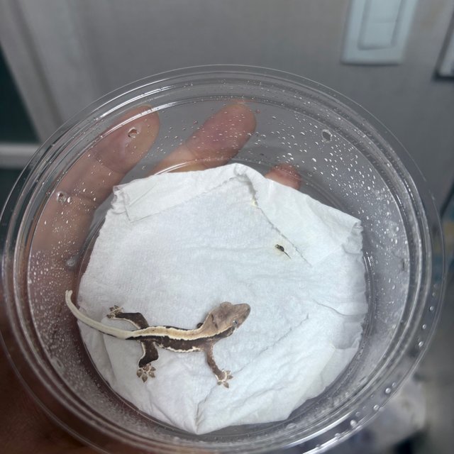 릴리100%헷아잔틱