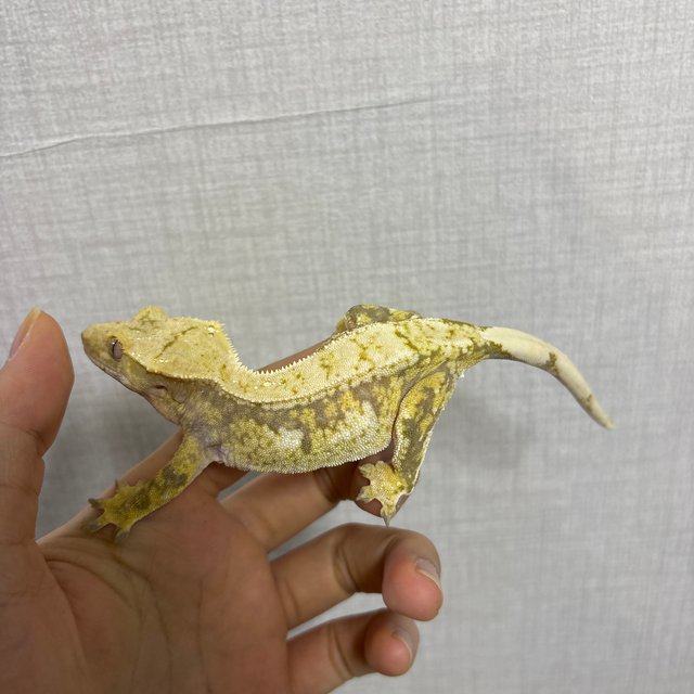 100%헷아잔틱 드리피 화이트스팟