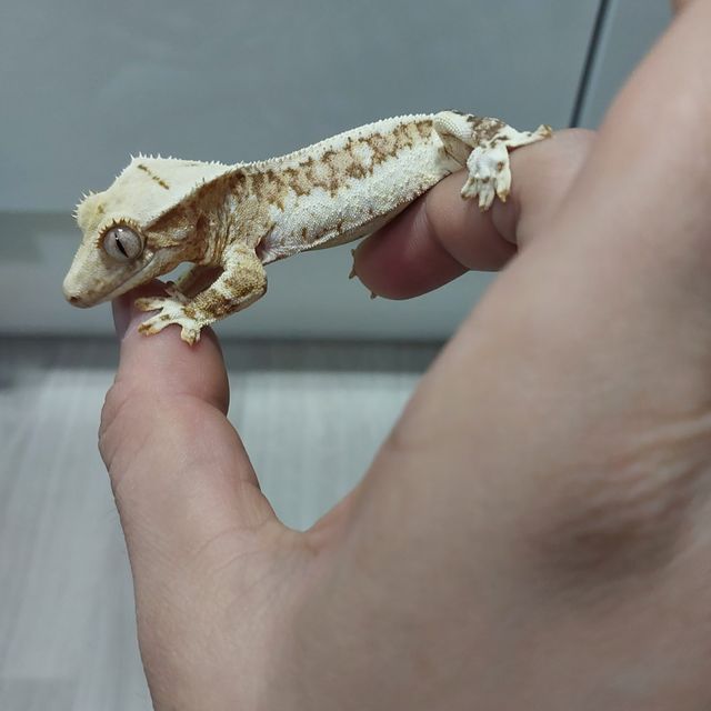 릴리100%헷아잔틱
