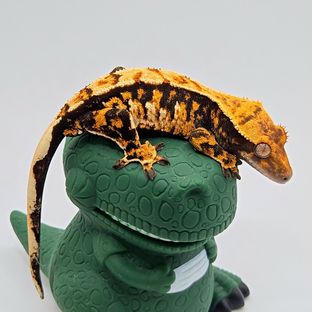 트라이 익스트림할리퀸 바브