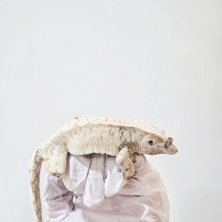 노멀 드리피 화이트스팟