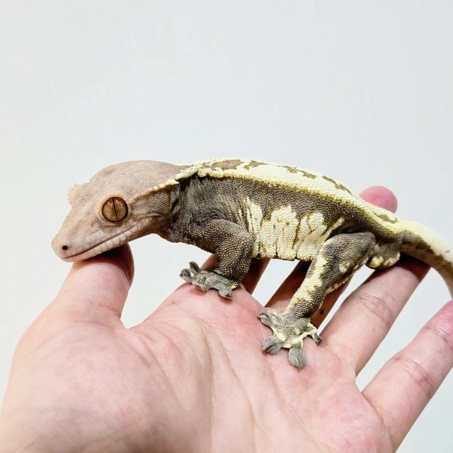 카푸치노 트라이