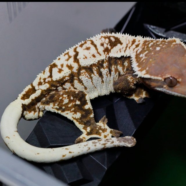 카푸치노 트라이