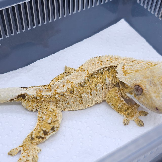 노멀 드리피 화이트스팟