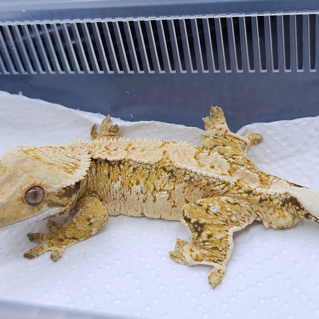 노멀 드리피 화이트스팟