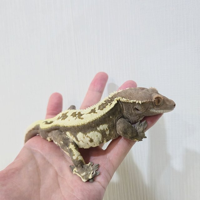 카푸치노 트라이