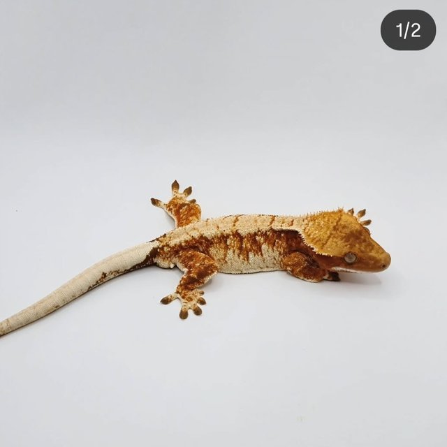 노멀 트라이 익스트림할리퀸