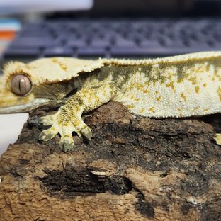 노멀 트라이 드리피 익스트림할리퀸