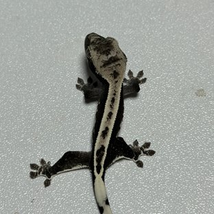 아잔틱 풀핀 쿼드