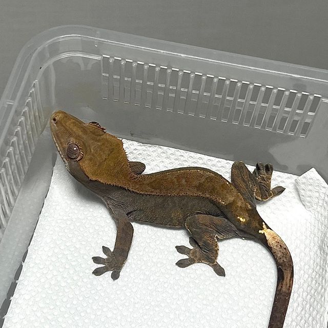 카푸치노