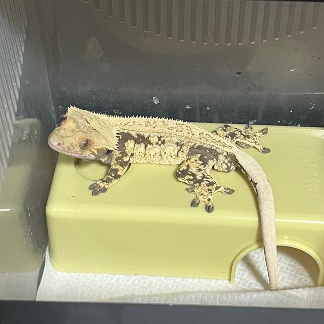 100%헷아잔틱 쿼드 풀핀 화이트스팟 드리피