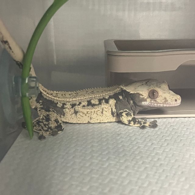 100%헷아잔틱 쿼드 풀핀 화이트스팟 드리피