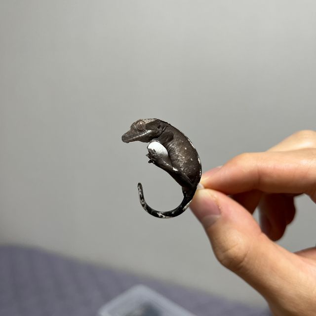 아잔틱