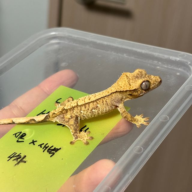 크림시클 옐로우