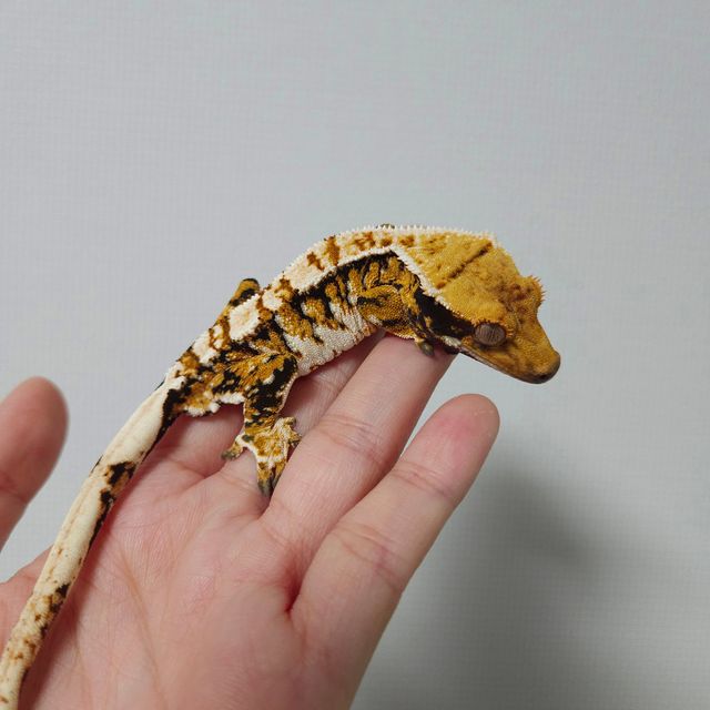 트라이 텐저린