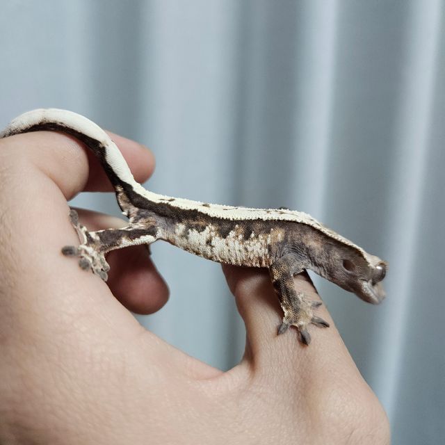 세이블
