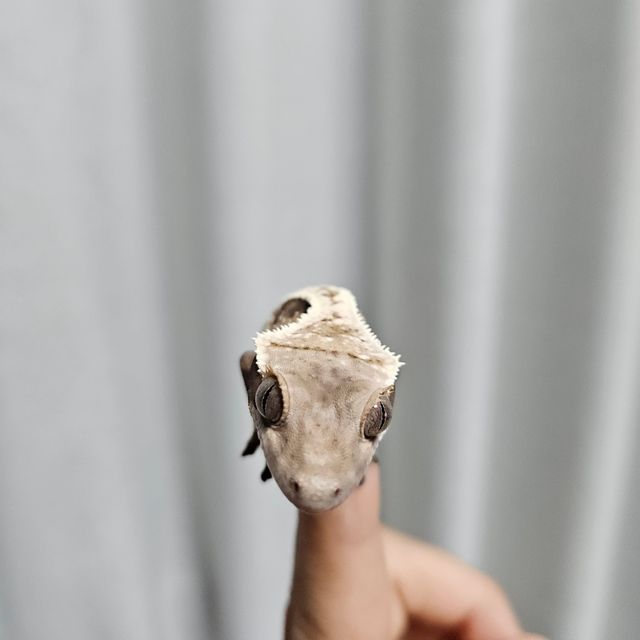 세이블