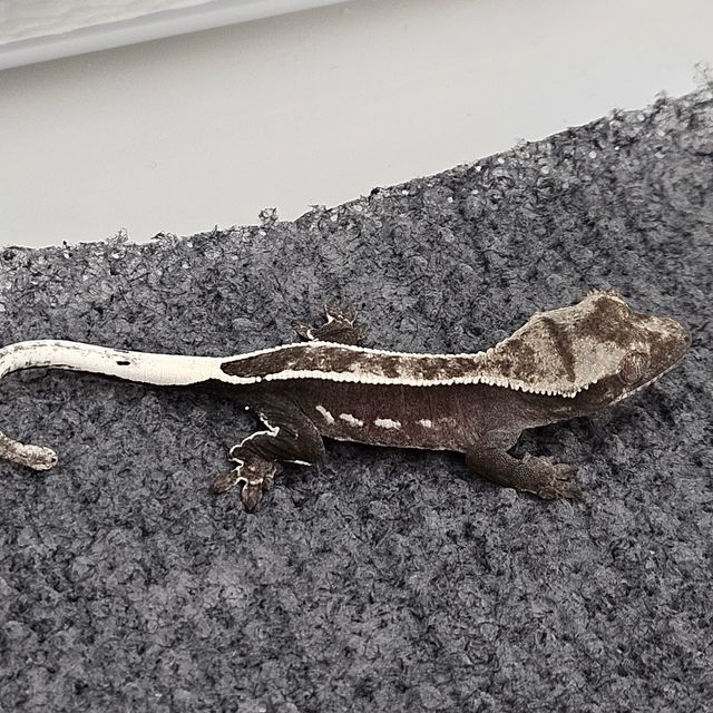 아잔틱