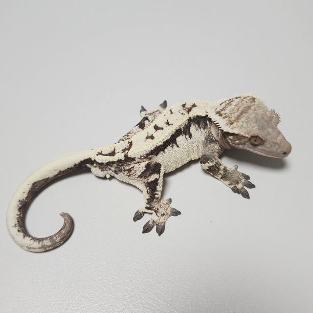 세이블