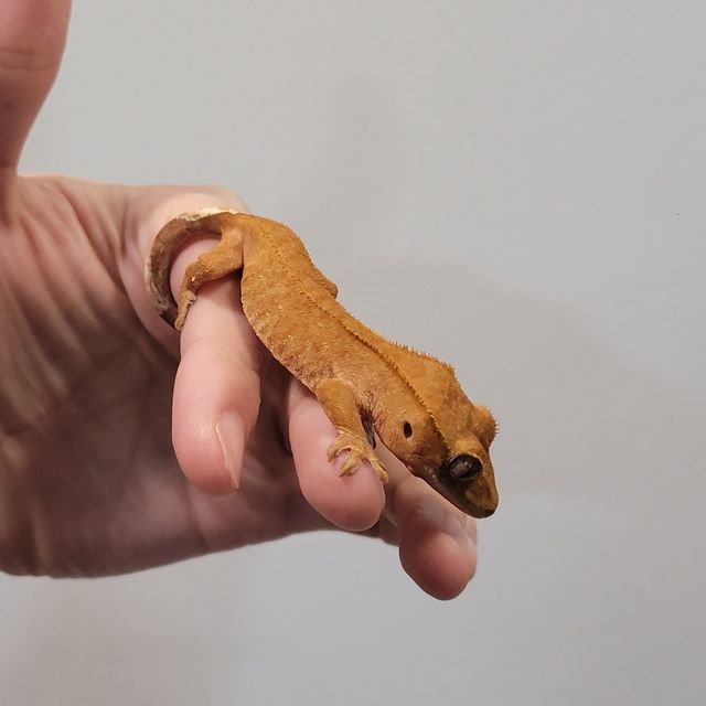바이 레드