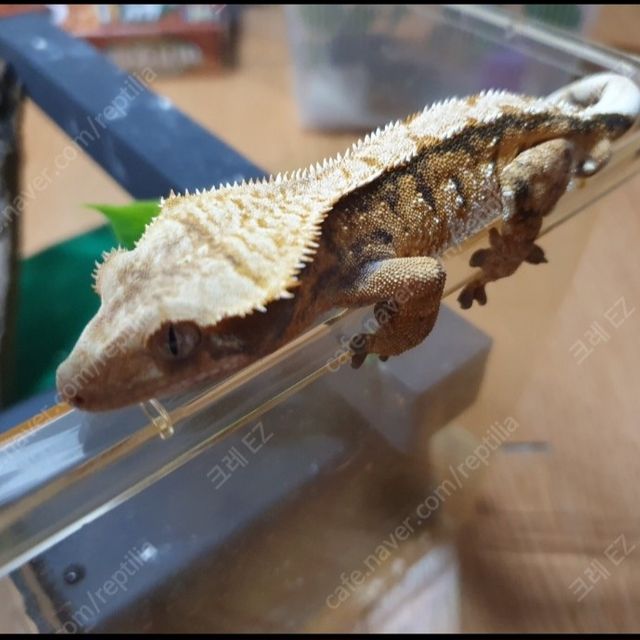 노멀 익스트림할리퀸