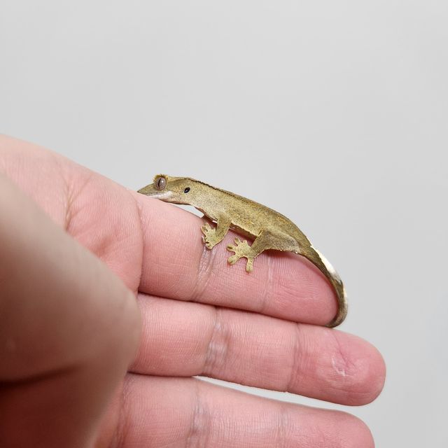 노멀 패턴리스