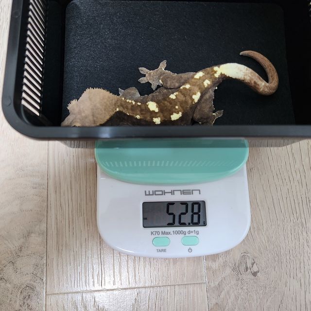 카푸치노