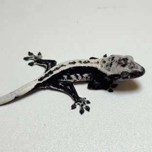 아잔틱 풀핀 익스트림할리퀸