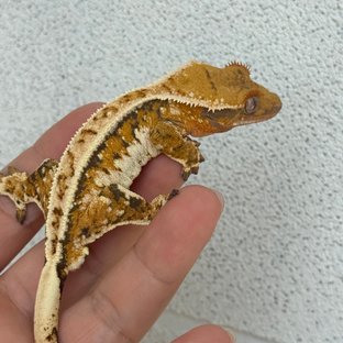 핀트라이
