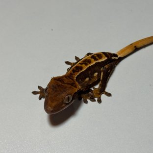 100%헷아잔틱 엠티백