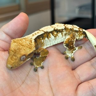 트라이 익스트림할리퀸