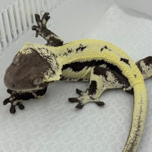 세이블 릴잔틱 릴리 세이블 아잔틱