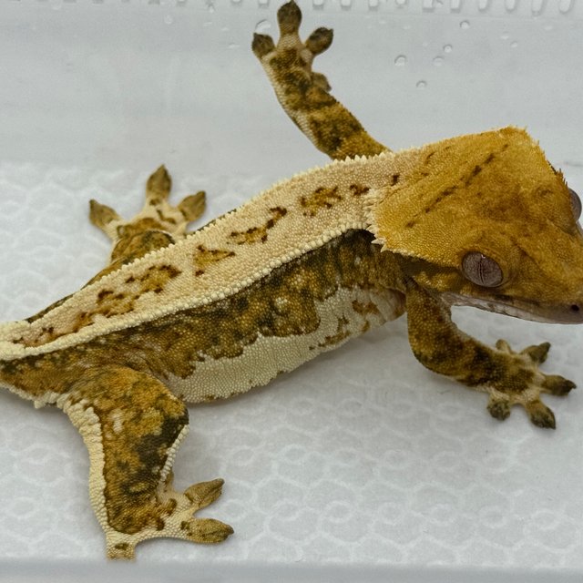 쿼드 트라이 풀핀