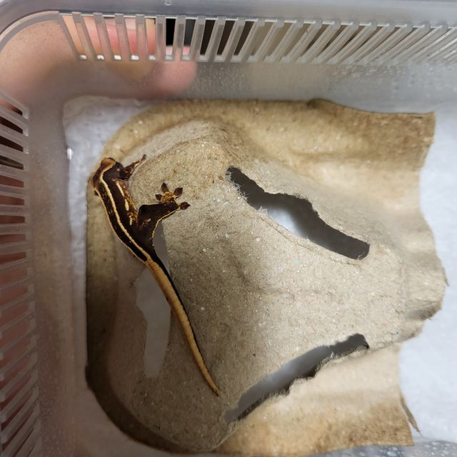 엠티백 풀핀 오닉스