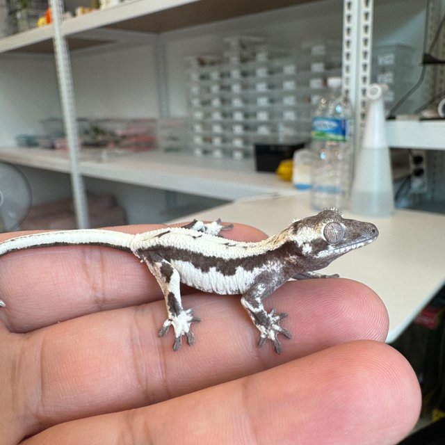 세이블 릴잔틱 릴리 세이블 아잔틱