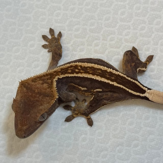 100%헷아잔틱 엠티백 풀핀