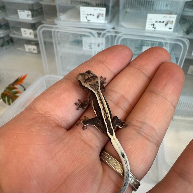 100%헷아잔틱 엠티백 풀핀