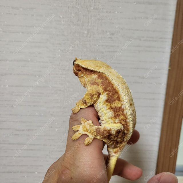 릴리화이트 레드